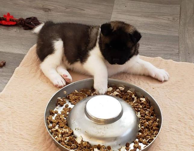 Akita puppy with a food bowl
