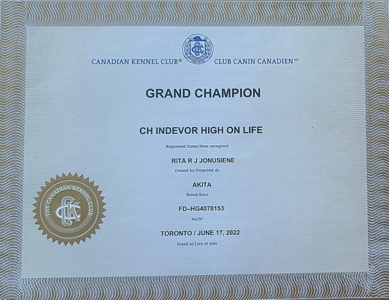 Lucky, our male Akita is a grand champion of June 17, 2022