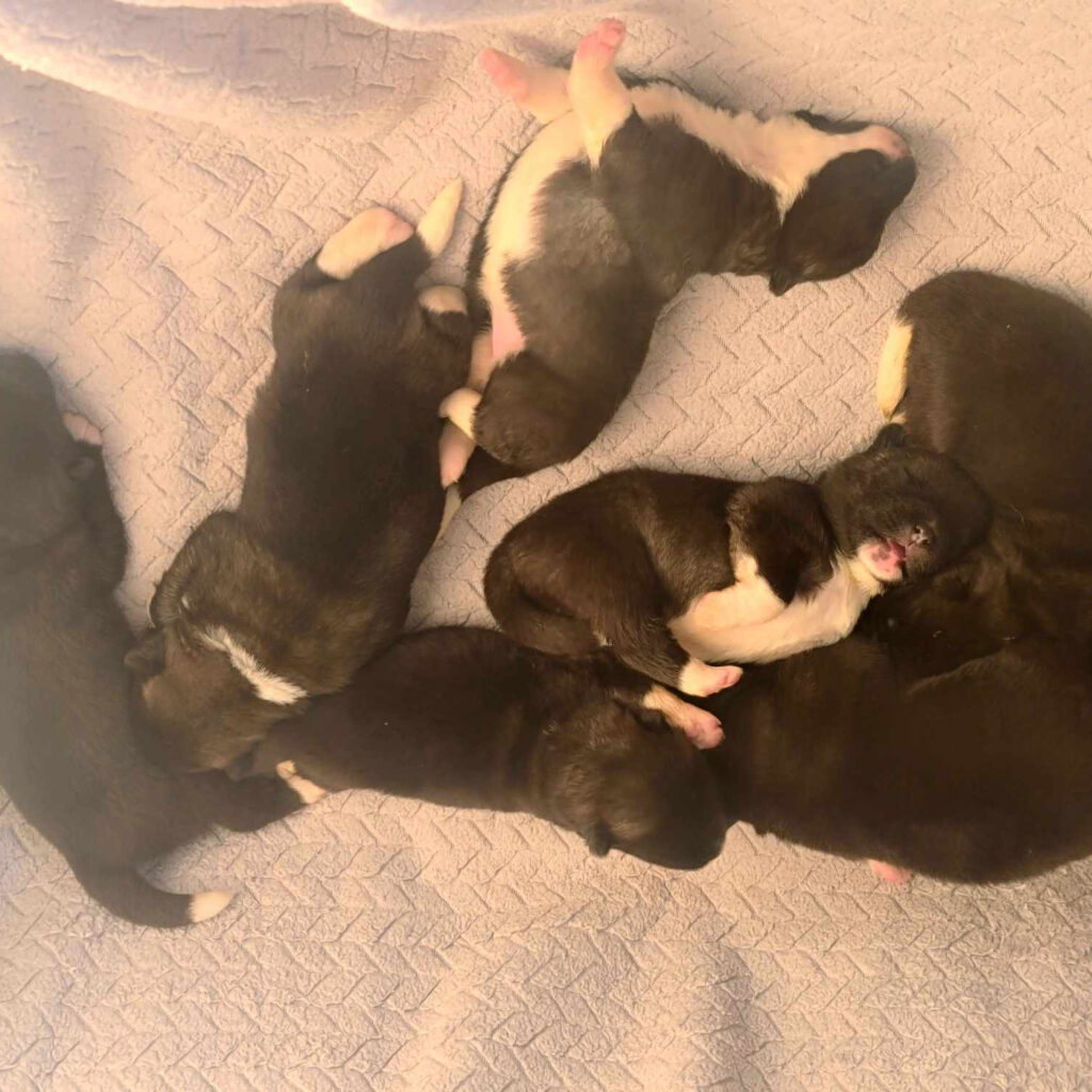 Newly born Akita puppies