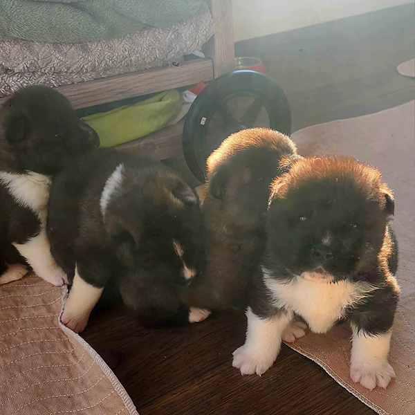 month old Akita puppies