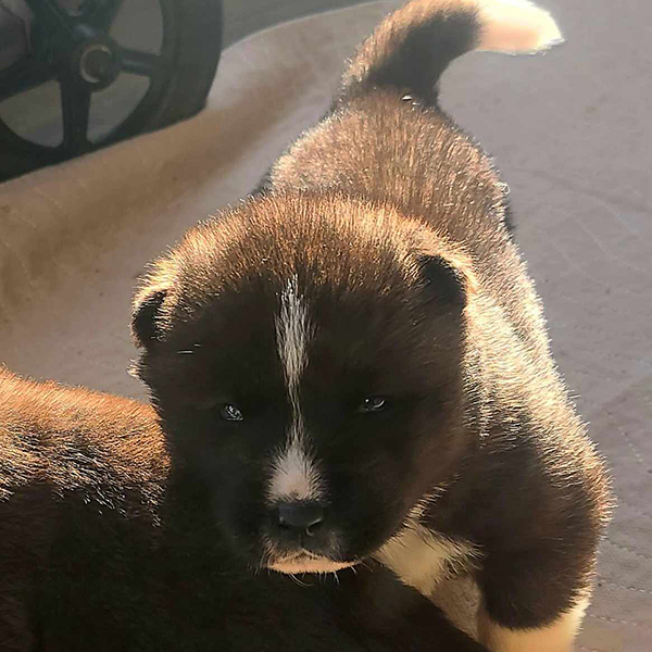 Akita puppy