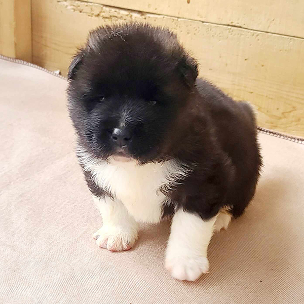 Akita puppy