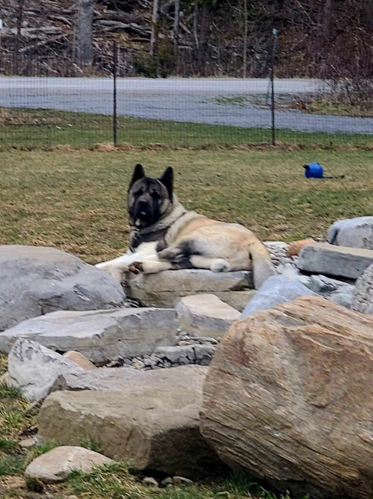 Lucky, our 4 year old male Akita