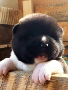 akita puppy