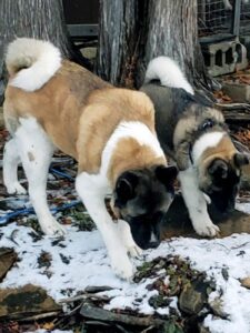 male and female akitas