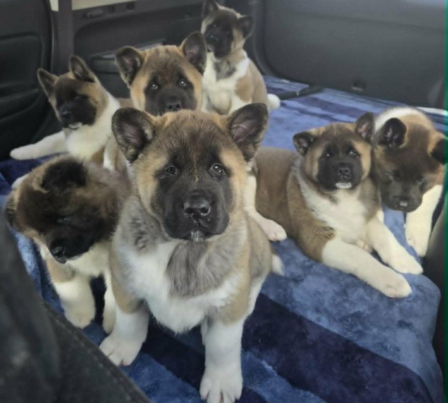Akita Puppies