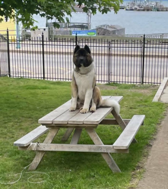 Akita sitting on a picnic table