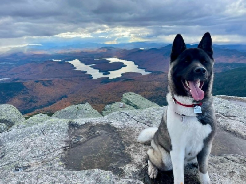 American Akita Against Rocky Landscape
