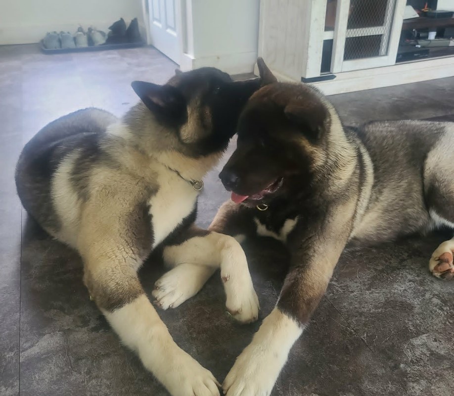 Two Akita Puppies