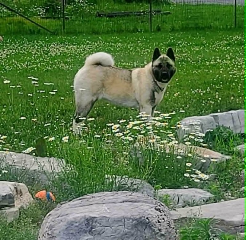 Tora